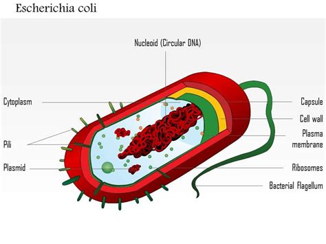 0614 Escherichia Coli Medical Images For Powerpoint | PowerPoint Presentation Pictures | PPT ...