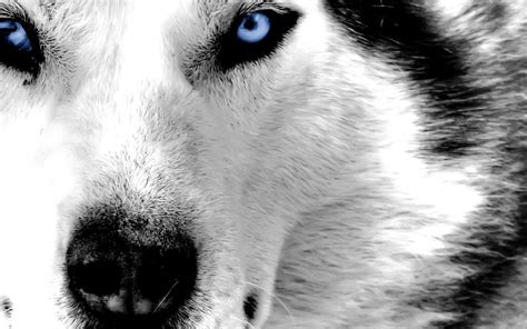 Blue Wolf Eyes Wallpapers HD - Wallpaper Cave