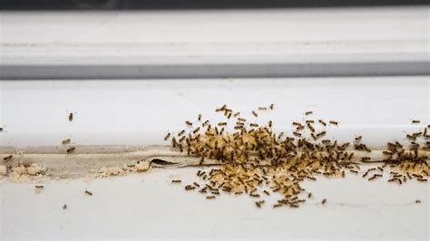 Ant Prevention Tips: Stop Ants in Their Tracks This Spring | Soles Exterminating