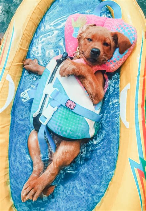 20+ The Coolest Ready For Summer Dogs - DIY Darlin'