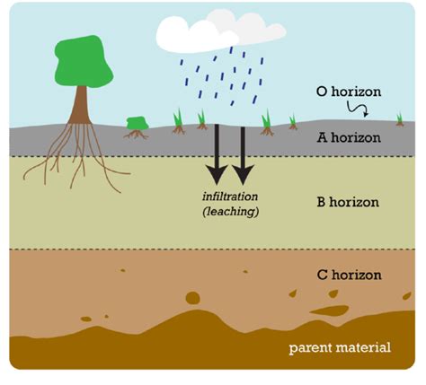 Process of soil formation.