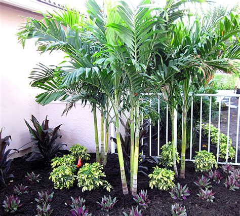 Palm Trees for Outdoor Planting – Garden World Nigeria