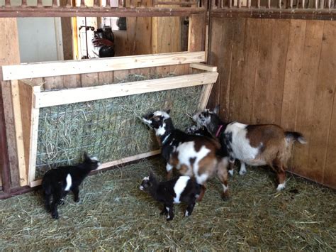 Goat Hay Feeder | Feeding Nigerian Dwarf goats | Serendipity Wendy | Flickr