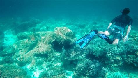 A guide to Apo Island - Snorkeling & Diving with the turtles - Daily ...