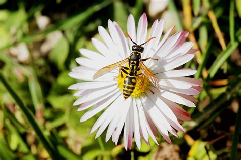 Bees Pollinating Flowers Images / Pollination - Plants Network / Bees pollinating bee flower ...