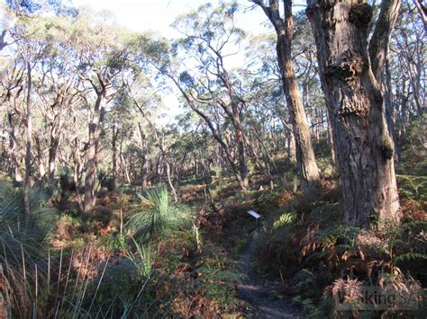 Stringybark Loop Walk | Walking SA