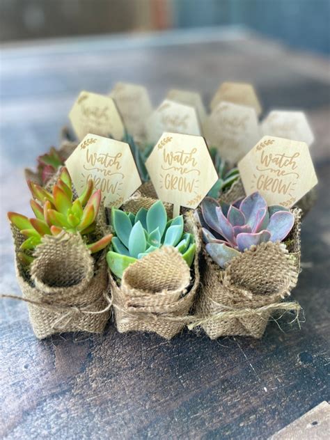 Watch Me Grow Baby Shower Favors - Live Succulent Favors for Baby Show ...