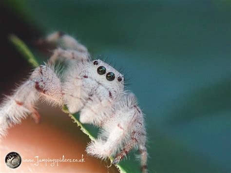 In our breeding programme. Uk. Jumping Spider, Live Animals, Tiny World, Terrariums, Spoiled ...