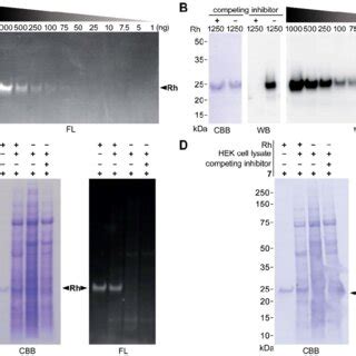 In-gel fluorescence (FL) and streptavidin-biotin Western blot ...