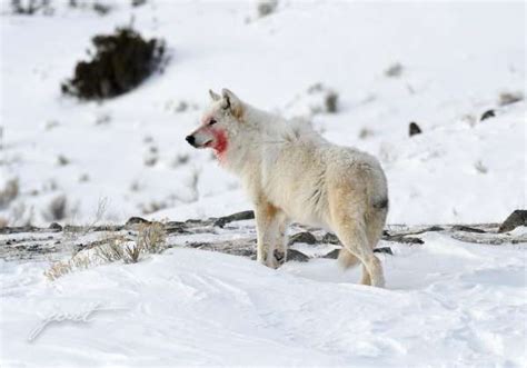 Yellowstone Wolf: Tracking the Packs