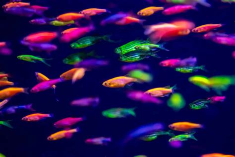 GloFish Danio (Danio Rerio) Information & Care Sheet - Bin3aiah World!