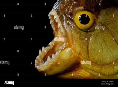 Piranha with mouth open showing teeth against black background Stock Photo - Alamy