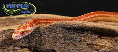 Corn Snake Care Sheet – Reptiles by Mack