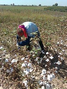 Cotton picker - Wikipedia