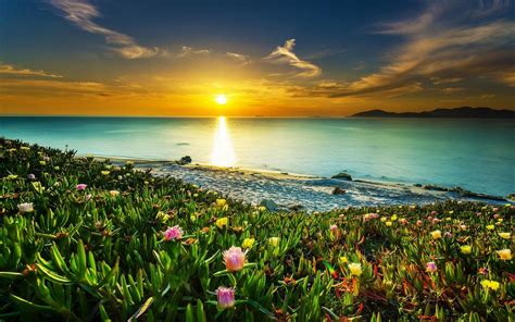 Sea Coast Meadow With Tropical Flowers Sandy Beach Calm Sea Orange Sky ...