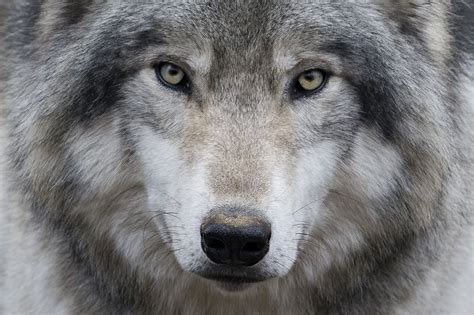 Canadian Timber Wolf | Timber wolf, Grey wolf, Wolf with blue eyes