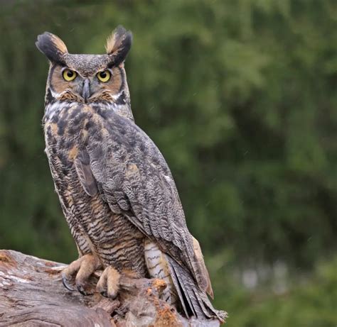 6 Species of Owl in Indiana - Bird Advisors