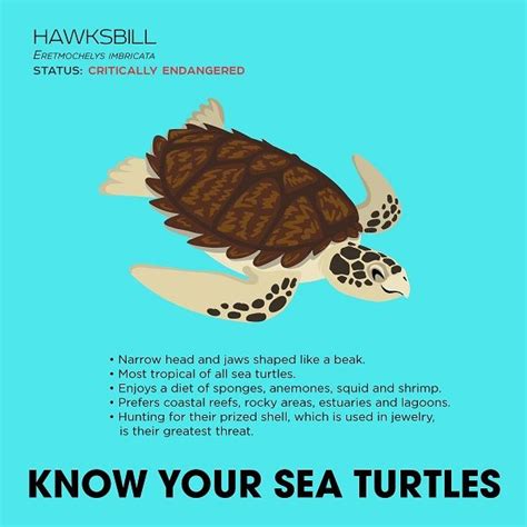 Hawksbill