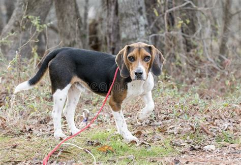 Cute Beagle Dog with Floppy Hound Ears Outside on Leash Stock Photo ...