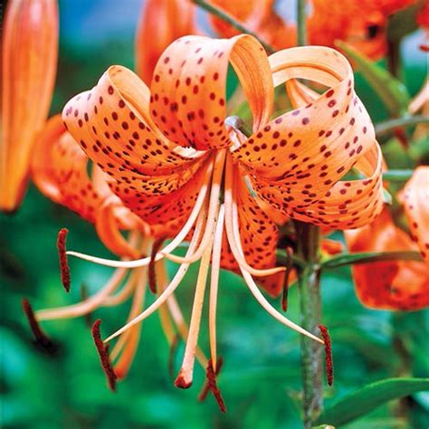 Breck's Orange Tiger Lily Bulbs (3-Pack)-69194 - The Home Depot