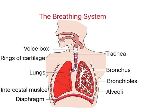 Topic - The Breathing System | ShowMe Online Learning