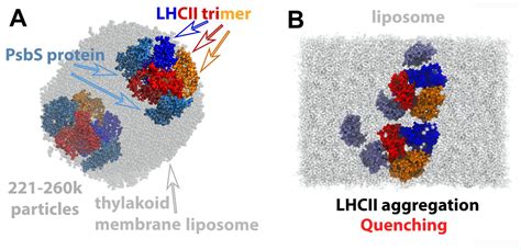 Let There be Light: The Case of the Major Light Harvesting Complex II: Gauss Centre for ...