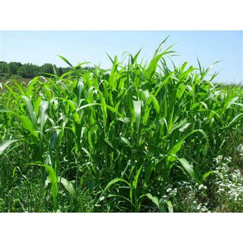 Egyptian Wheat Seed Exellent Quail Food Plot Seeds | Seed World