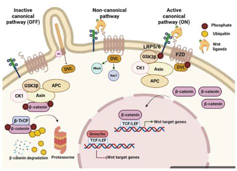 Cells | Free Full-Text | Impact of Aberrant β-Catenin Pathway on Cholangiocarcinoma Heterogeneity