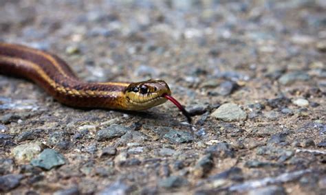 Venomous Snakes Close Down 3 Mile Road in Illinois (With Pictures & Video!) - A-Z Animals