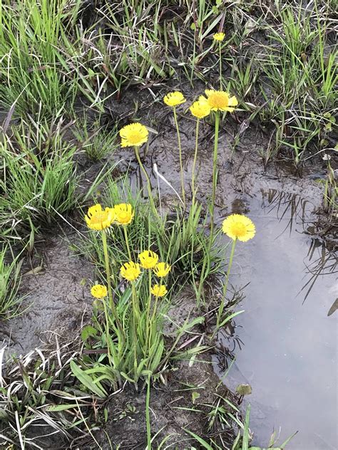 Roadside ditches in South Georgia have a lot of these blooming right now. : r/whatsthisplant