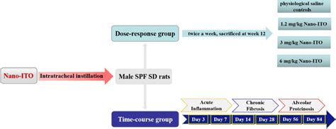 Schematic diagram of male SD rat experimental design. Ten rats were ...