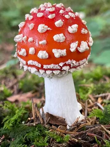 Agaric Pictures | Download Free Images on Unsplash