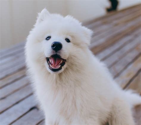 40+ Fluffy Dog Breeds That'll Melt Your Heart (Small, Medium, and Large) - Woof! It's Zelda