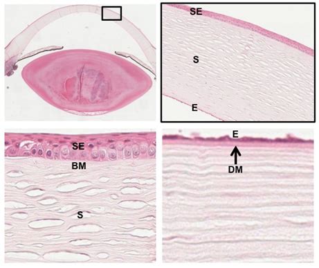 Corneal Epithelium Histology