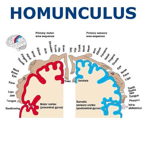 Brain Chat - The homunculus is commonly used today in... | Facebook