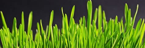 What Is the Right Mowing Height for Grass in Your Yard? | The Grass Outlet | Texas