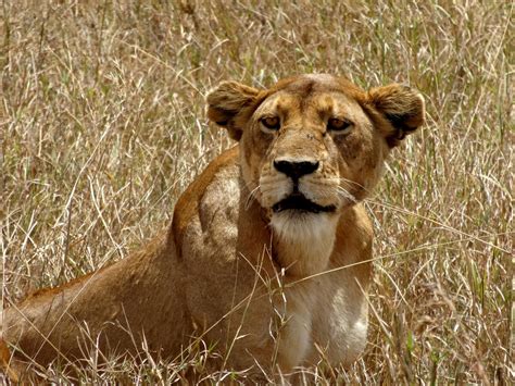 Serengeti Lioness Hunting by Track-Maidens on DeviantArt