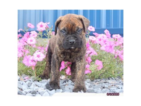 Bullmastiff-DOG-Female-Brindle-2817042-Petland Carriage Place