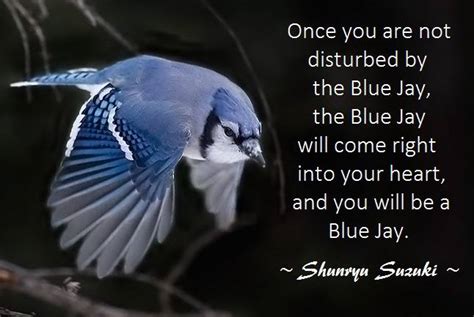 Once you are not disturbed by the blue jays, the blue jay will... | Shunryu Suzuki Picture ...