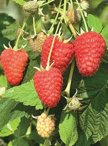 The Top 13 Raspberry Varieties to Grow in Zones 3-9 | Gardener’s Path