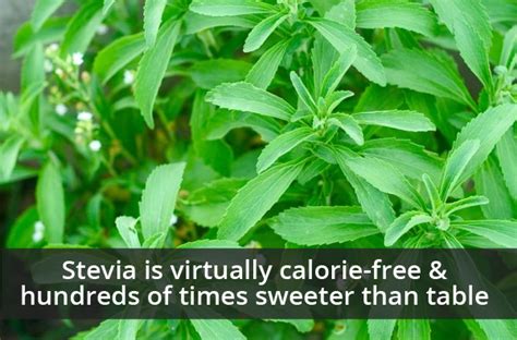 Stevia : A Plant based Zero Calorie Sugar Alternative is Here