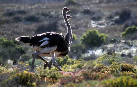 Namaqua National Park, Northern Cape, South Africa | African animals, Africa, Ostriches