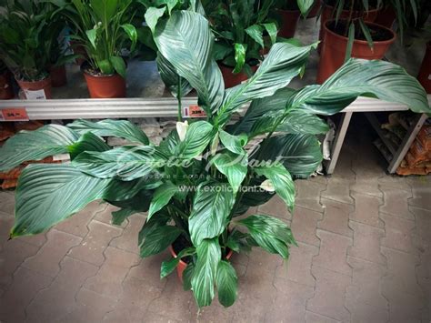 spathiphyllum Sweet Lauretta | EXOTIC PLANT Редкие коллекционные растения