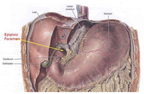 Foramen Of Winslow