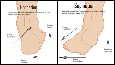 足部的旋前(pronation)與旋後(supination) — PhysiomotionLab