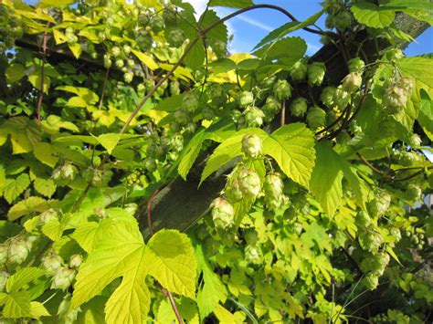 Humulus lupulus Aureus grow and care | Travaldo's blog