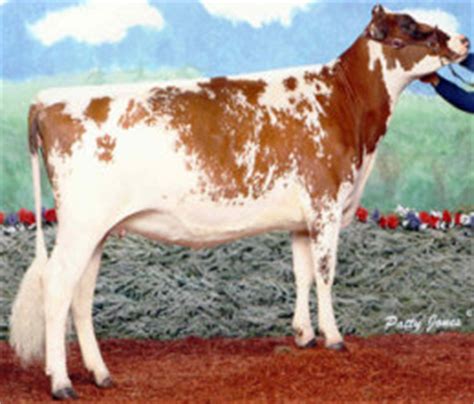 Ayrshire | The Cattle Site