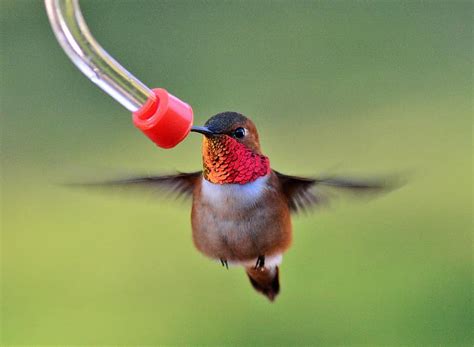 The Ultimate Guide to Hummingbird Feeding – Chirp Nature Center