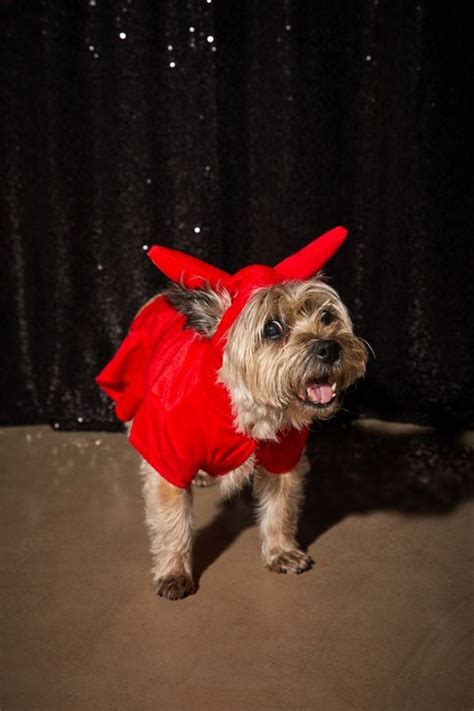 Devil Dog Halloween Costume | Halloween Costumes at Urban Outfitters 2019 | POPSUGAR Smart ...