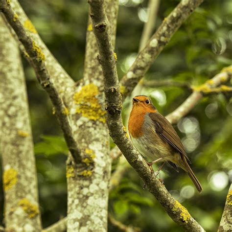 Proud Robin | A Robin in woodland habitat | David Curtis | Flickr